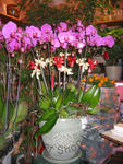Orchid Phalaenopsis Gift Set - CODE 1103
